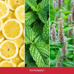 MR&MRS CESARE Peppermint - Odświeżacz do samochodu