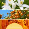 Millefiori Milano Legni E Fiori D'arancio pałeczki zapachowe 100ml