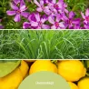 Millefiori Milano Lemon Grass dyfuzor zapachowy z pałeczkami 250 ml