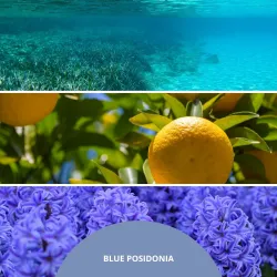 Millefiori Milano Diffuser uzupełniacz do pałeczek BLUE POSIDONIA 250ml