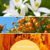 Millefiori Milano Diffuser uzupełniacz do pałeczek LEGNI E FIORI D'ARANCIO 250ML