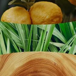 WoodWick Yuzu & Vetiver – duża świeca zapachowa z drewnianym knotem 610 g
